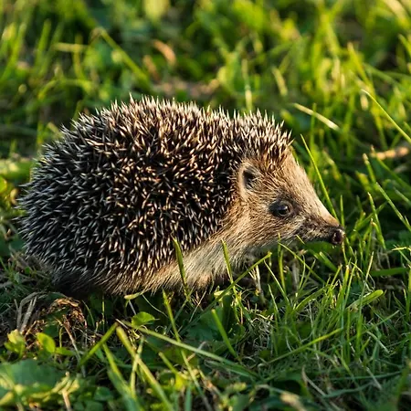 Domek Goscinny Ujście-Darłowskie Exteriér fotografie